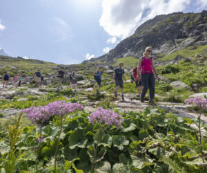 En gruppe mennesker, forfrisket af deres sportsferie, vandrer ned ad en stenet bjergsti omgivet af frodig grøn vegetation og livlige lilla vilde blomster. Himlen er blå med spredte skyer, og en tårnhøj tind rager majestætisk i baggrunden.